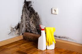 Trusted Freeport, PA Mold Inspection Experts